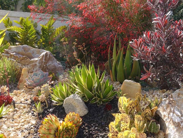 Xeriscaping: A Beautiful Way to Save Water and Your Wallet